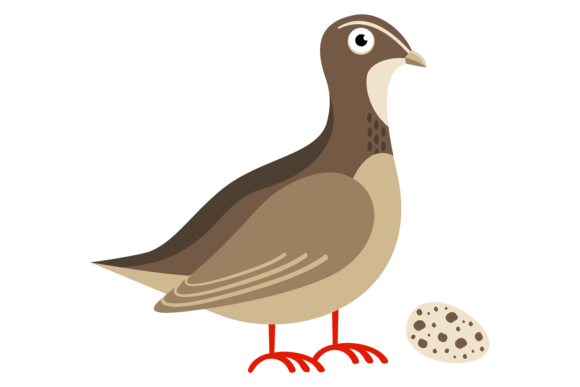 Quail Bird with Egg Graphics & Illustrations